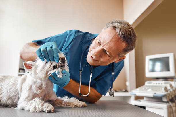 Best Walk-In Emergency Dentist in Buena, NJ